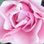 Roz - Trandafir pentru straturi Floribunda - Nagyhagymás